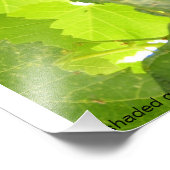 陰影ブドウ写真 フォトプリント            (角)