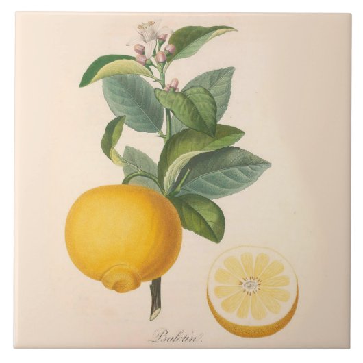 陶磁器のアクセントのタイルのオレンジ花およびフルーツ タイル (正面)