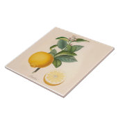 陶磁器のアクセントのタイルのオレンジ花およびフルーツ タイル (側面)