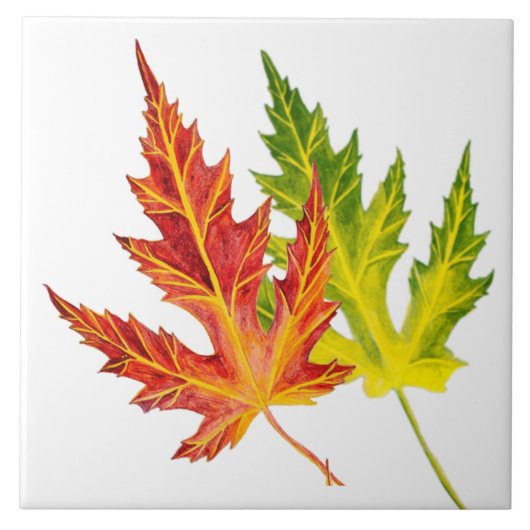 陶磁器タイルの上のシルバーメープル タイル (正面)