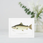 陸封サケまたはクアンティヘの雄 ポストカード (スタンド正面)