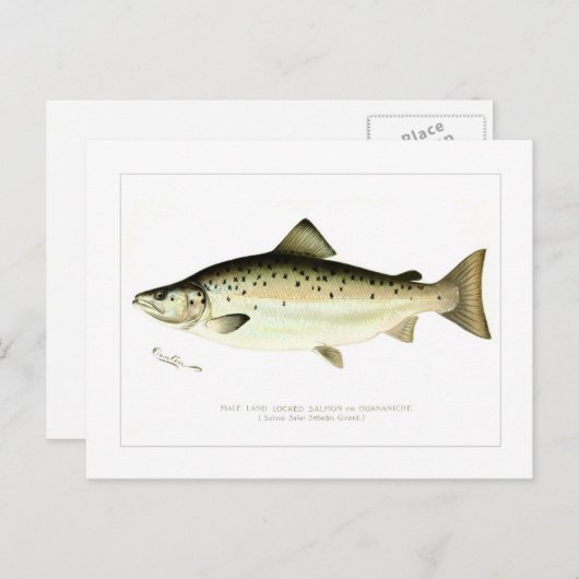 陸封サケまたはクアンティヘの雄 ポストカード (正面/裏面)