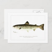 陸留のメスのサーモンまたはクアンティヘ ポストカード (正面/裏面)