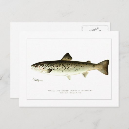 陸留のメスのサーモンまたはクアンティヘ ポストカード (正面/裏面)