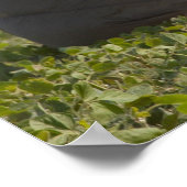 陸軍パラトパー ポスター (角)