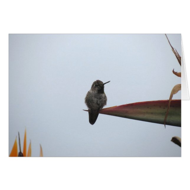 険しいハチドリ2014年 (正面横)