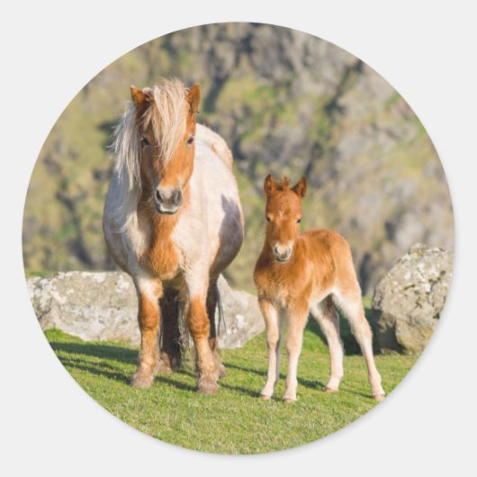険しい崖の近くの牧草地にいるシェトランドポニー、牝馬 2 ラウンドシール (正面)