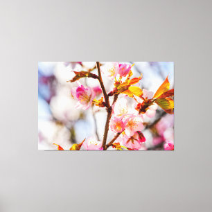 陽光に照らされたピンクの桜の花。お花見 キャンバスプリント