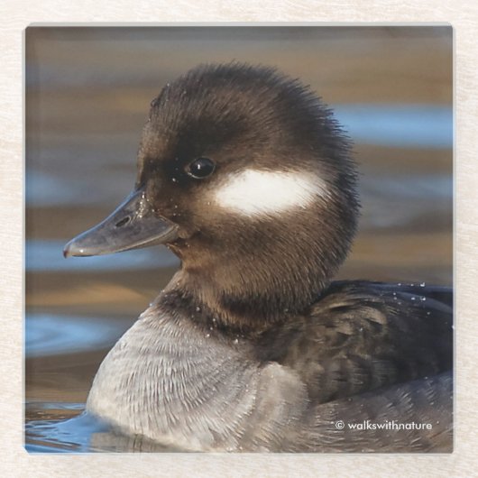 陽光に輝く水面の愛らしい小ガチョウ ガラスコースター (正面)