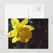 陽光の中の黄色い水仙の花 ポストカード (正面/裏面)