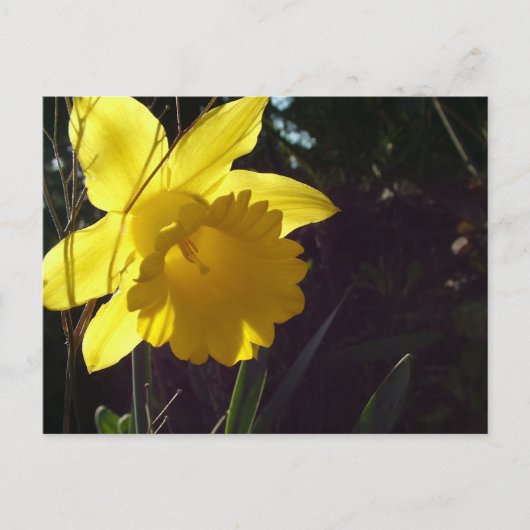陽光の中の黄色い水仙の花 ポストカード (正面)