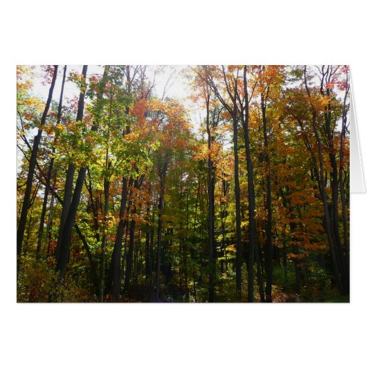 陽光の森 紅葉の秋の風景 (正面横)