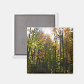 陽光の森 紅葉の秋の風景 マグネット (正面/裏面)