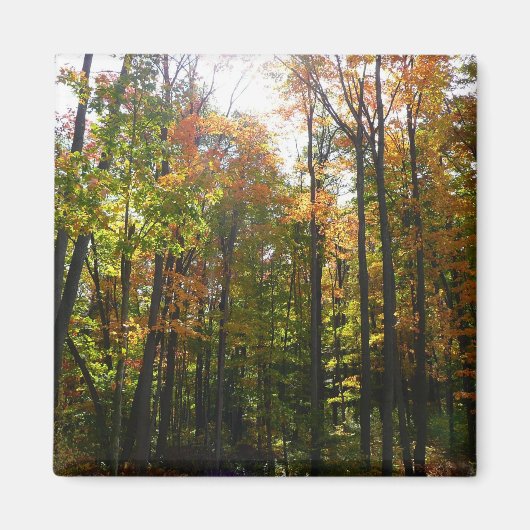 陽光の森 紅葉の秋の風景 マグネット (正面)