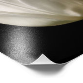 陽光の白いチューリップ花8x10 フォトプリント            (角)