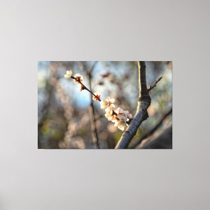 陽光を浴びた桜の白い花が咲く日本産の梅の木 キャンバスプリント