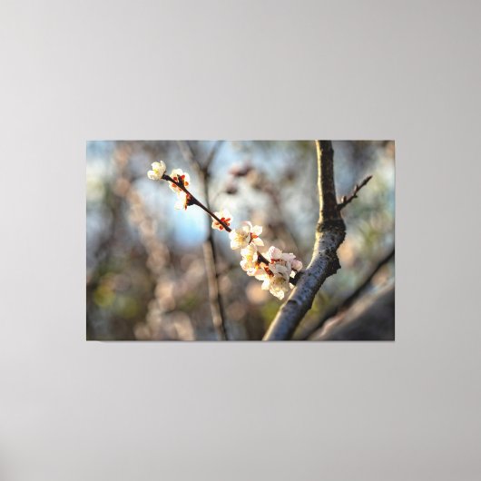 陽光を浴びた桜の白い花が咲く日本産の梅の木 キャンバスプリント (正面)