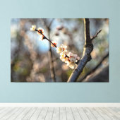 陽光を浴びた桜の白い花が咲く日本産の梅の木 キャンバスプリント (インサイチュ (ウッドフロア))