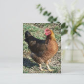 陽射しの中でウェルサマー・ヘン ポストカード (スタンド正面)