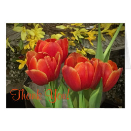 陽気なチューリサンキューップ
