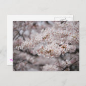 陽気な花 ポストカード (正面/裏面)