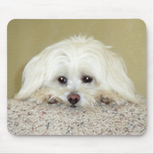 階段のトップの「CODY」の甘いLittleMaltese写真 マウスパッド