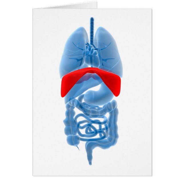 隔膜付き臓器のX線画像 (正面)