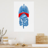 隔膜付き臓器のX線画像 ポスター (キッチン)