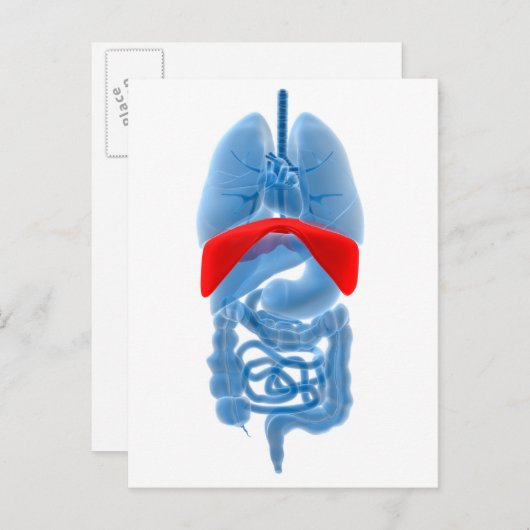 隔膜付き臓器のX線画像 ポストカード (正面/裏面)