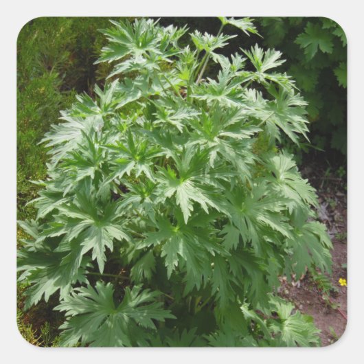 隔離園芸植物 スクエアシール (正面)