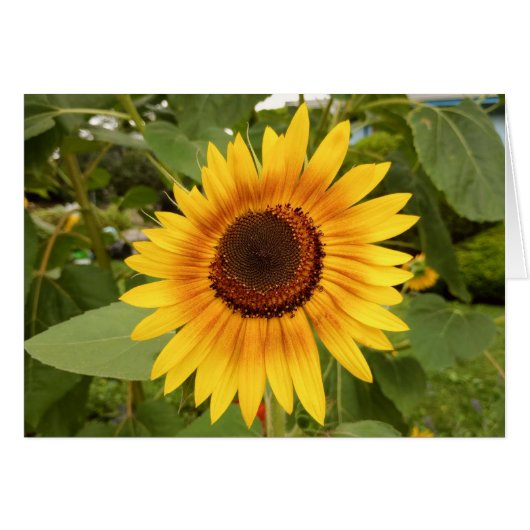 障害プライド空白のひまわりカード (正面横)