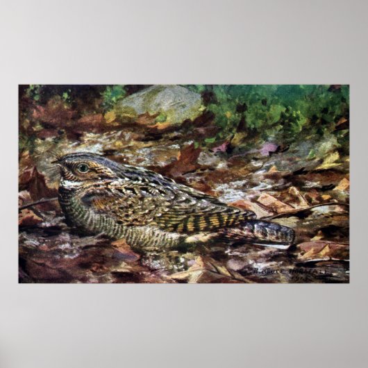 隠されたウィッポーラ ポスター (正面)