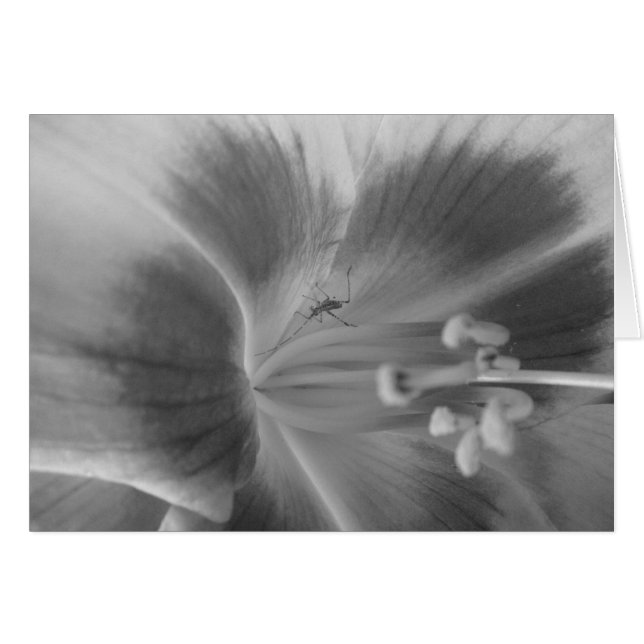 隠された虫カード (正面横)