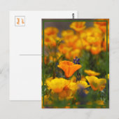 隠しポピー ポストカード (正面/裏面)