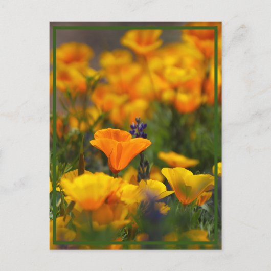 隠しポピー ポストカード (正面)