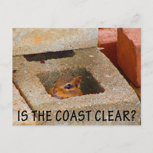 隠しリス ポストカード (正面)