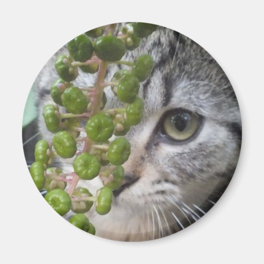 隠し子猫 マグネット (正面)