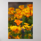 隠れたケシ ポスター (正面)