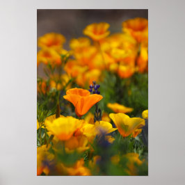 隠れたケシ ポスター