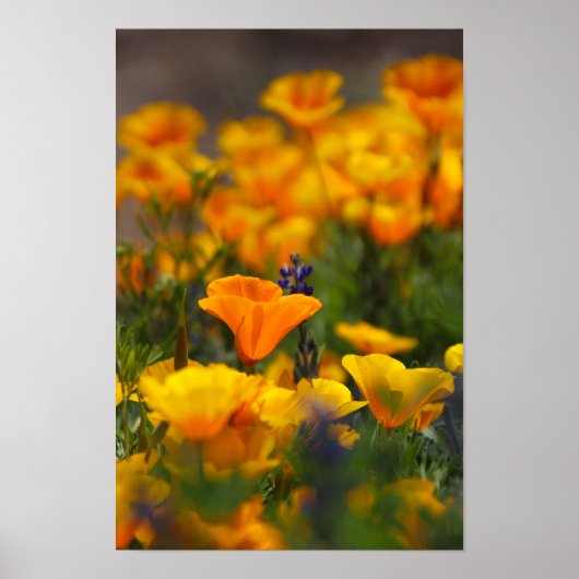 隠れたケシ ポスター (正面)