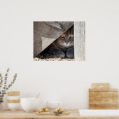 隠れた子猫 ポスター (キッチン)