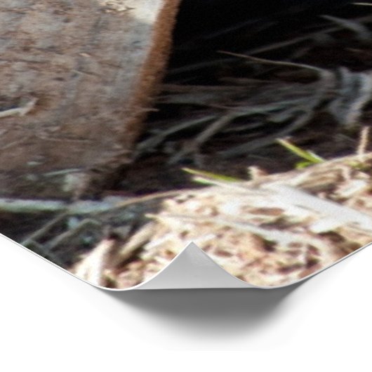 隠れた子猫 ポスター (角)