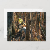 隠れた狐 ポストカード (正面/裏面)