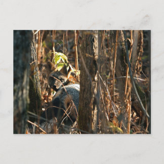 隠れた狐 ポストカード