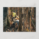 隠れた狐 ポストカード (正面)