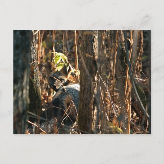 隠れた狐 ポストカード (正面)
