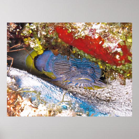 隠れているトナガニ ポスター (正面)