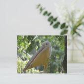 隠れるペリカンが付いている郵便はがき ポストカード (スタンド正面)