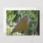 隠れるペリカンが付いている郵便はがき ポストカード (正面/裏面)