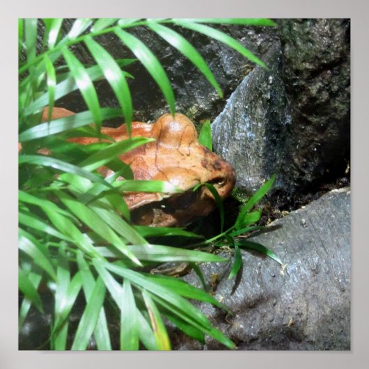 隠れカエル ポスター (正面)